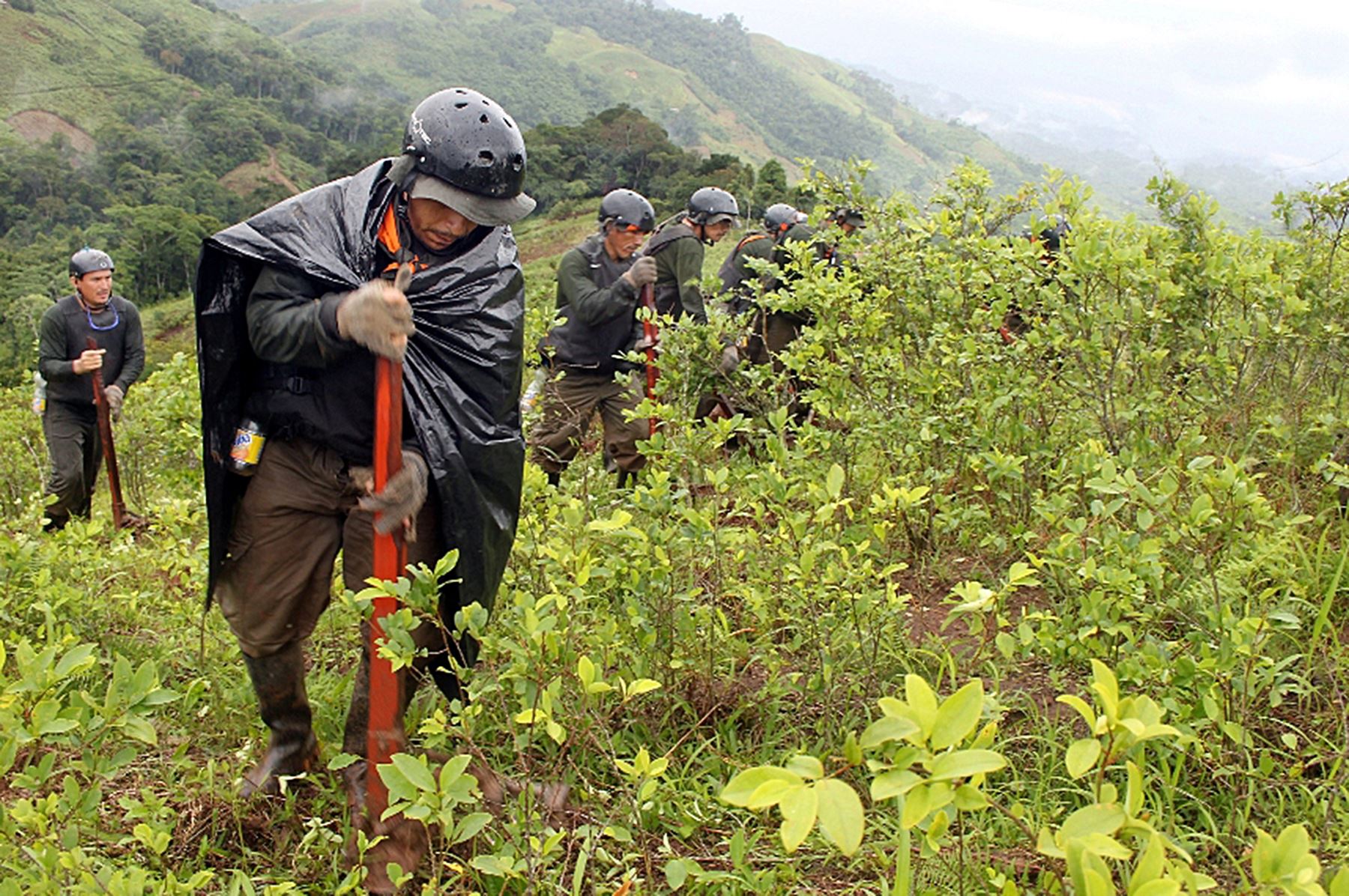 Corah erradica 9,000 hectáreas de coca ilegal en Ucayali y Huánuco durante últimos tres meses. ANDINA/Difusión