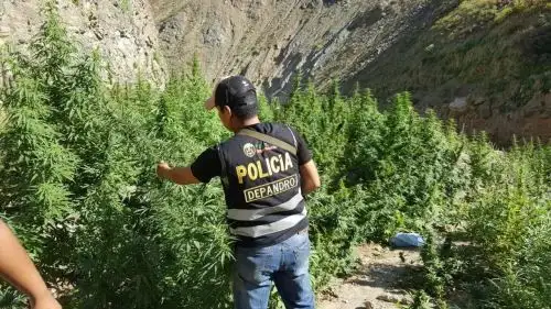 Los plantones medían entre 20 a 2,20 metros.
