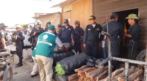 Cinco sacos de polietileno conteniendo carbón vegetal de algarrobo se hallaron en el exterior del inmueble N° 186 del jirón Pastaza. En el interior, las autoridades encontraron otros 30 costales con el producto forestal, así como 24 unidades de leña, también, de algarrobo