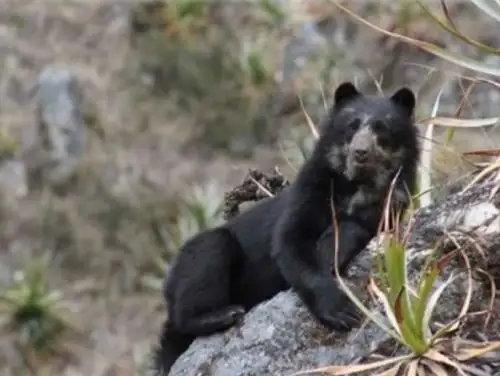 El oso andino u oso sudamericano es una de las ocho especies de osos que existen en el mundo y sólo vive en la región andino amazónica de América del Sur, especialmente en Venezuela, Colombia, Ecuador, Perú, Bolivia y el norte de Argentina, en las vertientes de la Cordillera de los Andes.