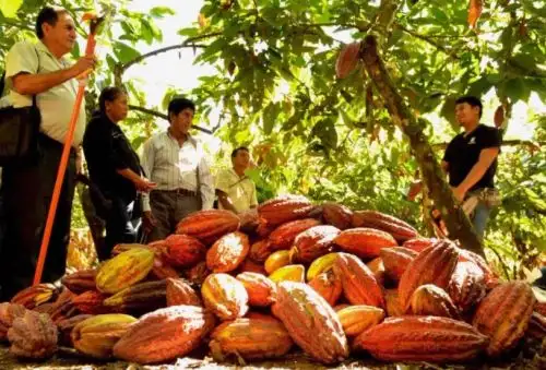 Cacao peruano. Foto: ANDINA/Difusión