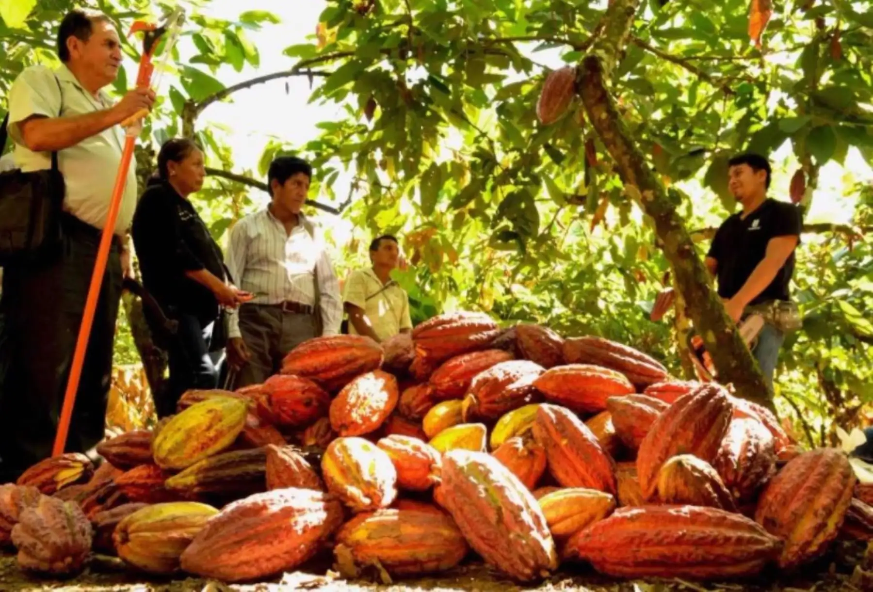 Cacao peruano. Foto: ANDINA/Difusión