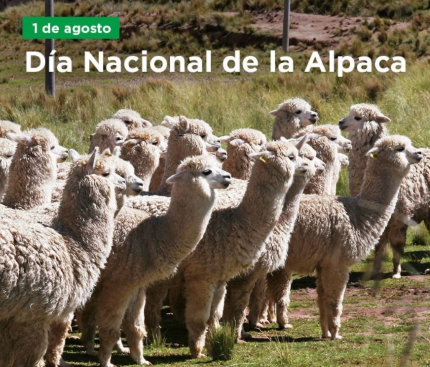 Perú cuenta con más de 3 millones 600,000 ejemplares de alpacas, que representan el 87% de la población mundial, y es el primer productor mundial de fibra de este camélido altoandino. ANDINA/Difusión