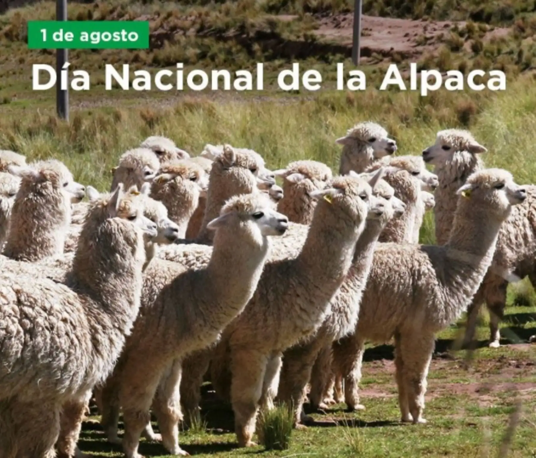 Perú cuenta con 3 millones 600,000 ejemplares de alpacas, que representan el 87% de la población mundial, y es el primer productor mundial de fibra de este camélido altoandino. Al celebrarse hoy el Día Nacional de la Alpaca, conozca un poco más de esta especie, cuántas variedades o razas existen y su importancia para la economía local. ANDINA/Difusión