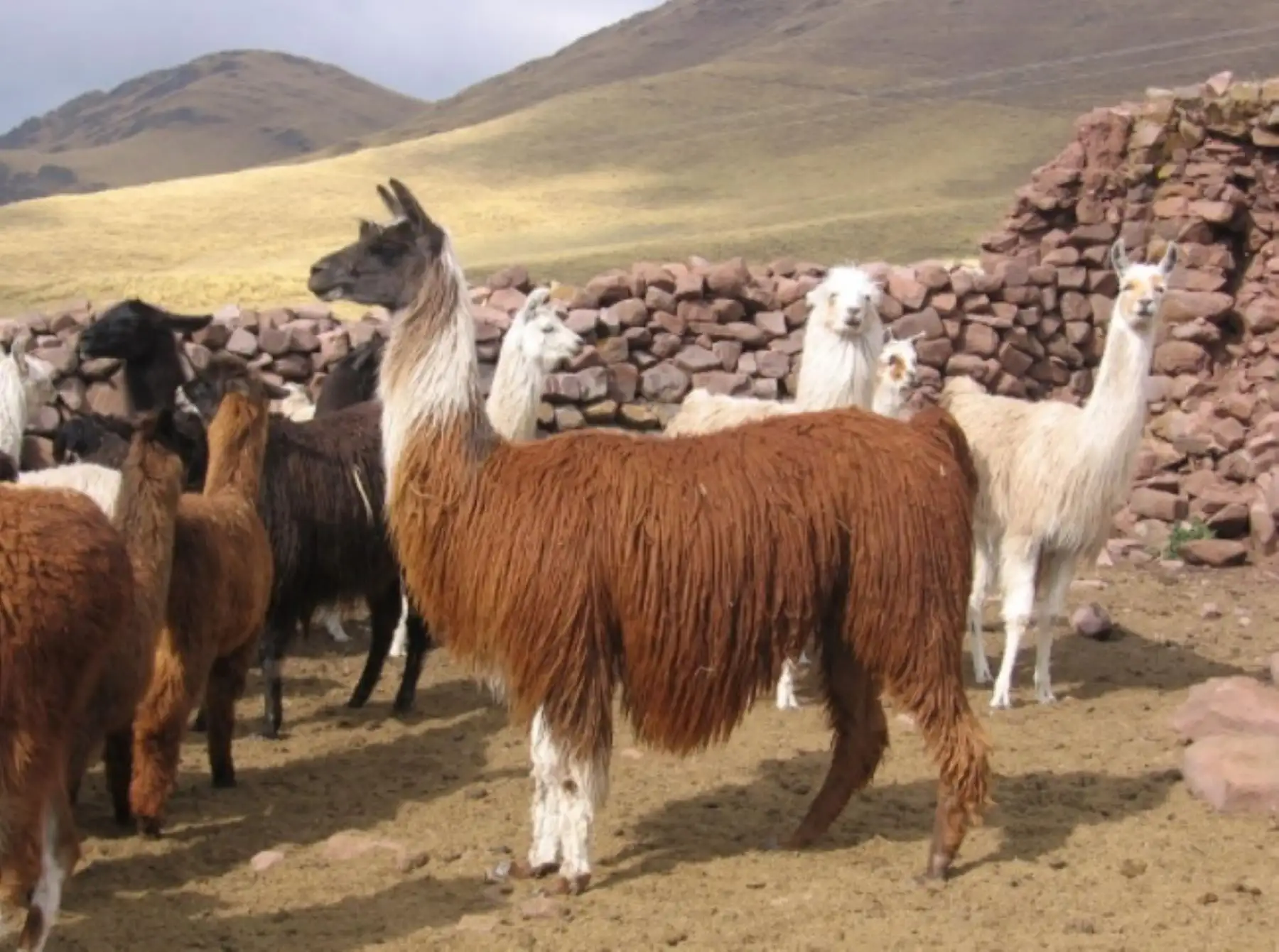 La alpaca es uno de los dos camélidos altoandinos domesticados en el mundo y donde el Perú destaca como primer productor de su fina fibra en el mundo, al contar con el 87% de la población mundial, con más de 3.6 millones de ejemplares. ANDINA/Difusión