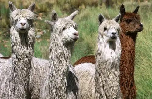 Las regiones de Puno y Cusco tienen la mayor población de alpacas en el Perú, con un millón 459,903 y 545,454 ejemplares, respectivamente, según el Censo Nacional Agropecuario (Cenagro). La crianza de este camélido altoandino es fundamental para la economía y la seguridad alimentaria de las poblaciones dedicadas a esta actividad. ANDINA/Difusión
