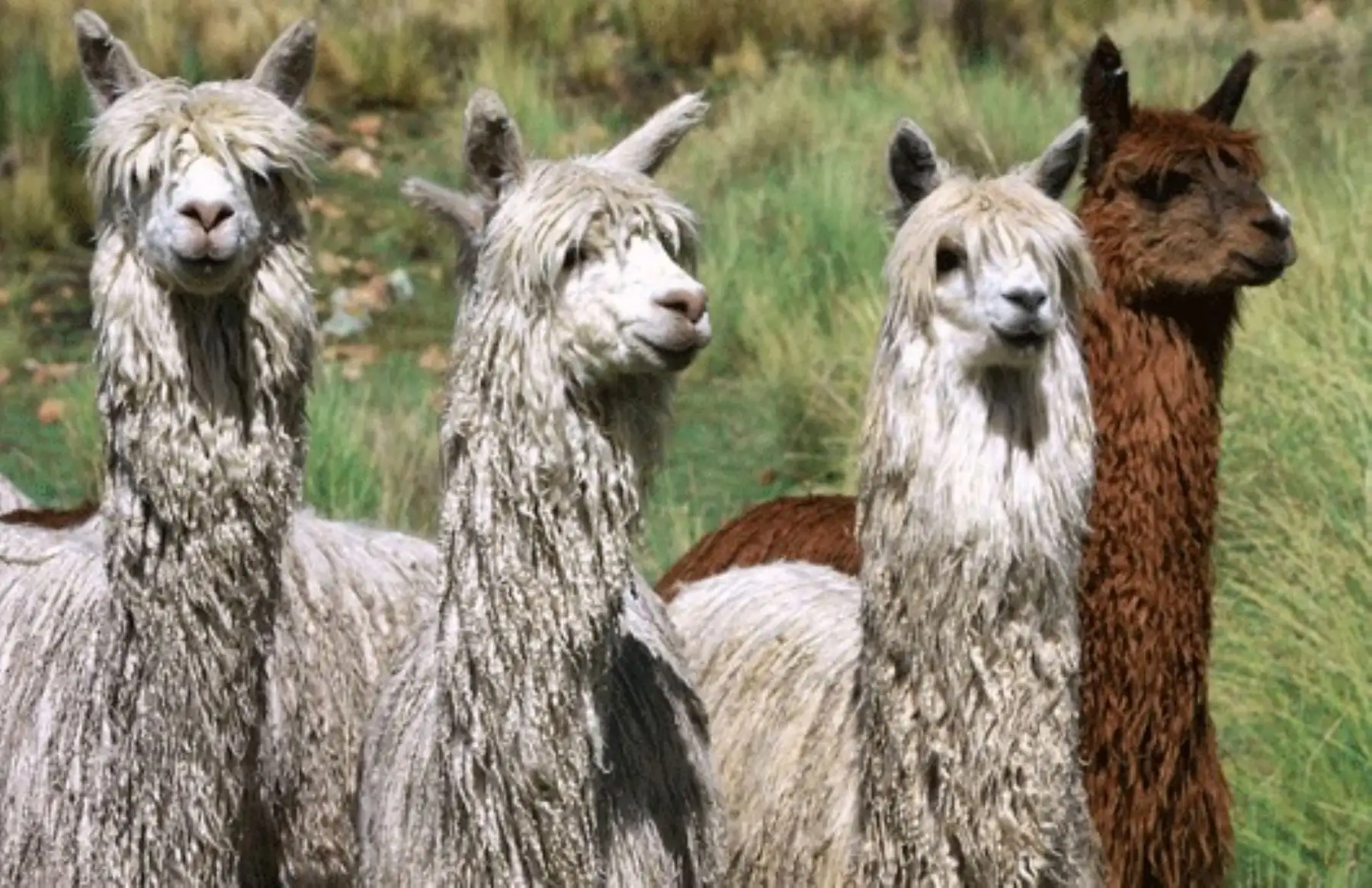 Las regiones de Puno y Cusco tienen la mayor población de alpacas en el Perú, con un millón 459,903 y 545,454 ejemplares, respectivamente, según el Censo Nacional Agropecuario (Cenagro). La crianza de este camélido altoandino es fundamental para la economía y la seguridad alimentaria de las poblaciones dedicadas a esta actividad. ANDINA/Difusión