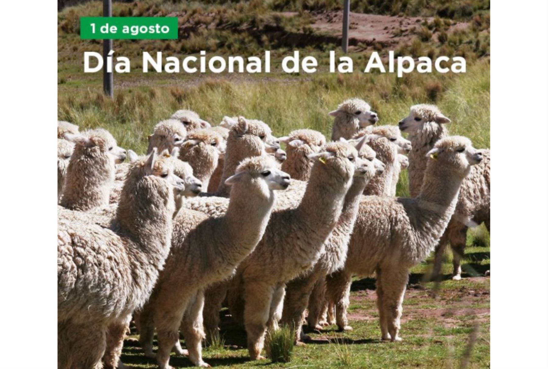 En el Día Nacional de la Alpaca el Midagri resaltó que el Perú posee el 87 % de la población mundial de esta especie. ANDINA/Difusión