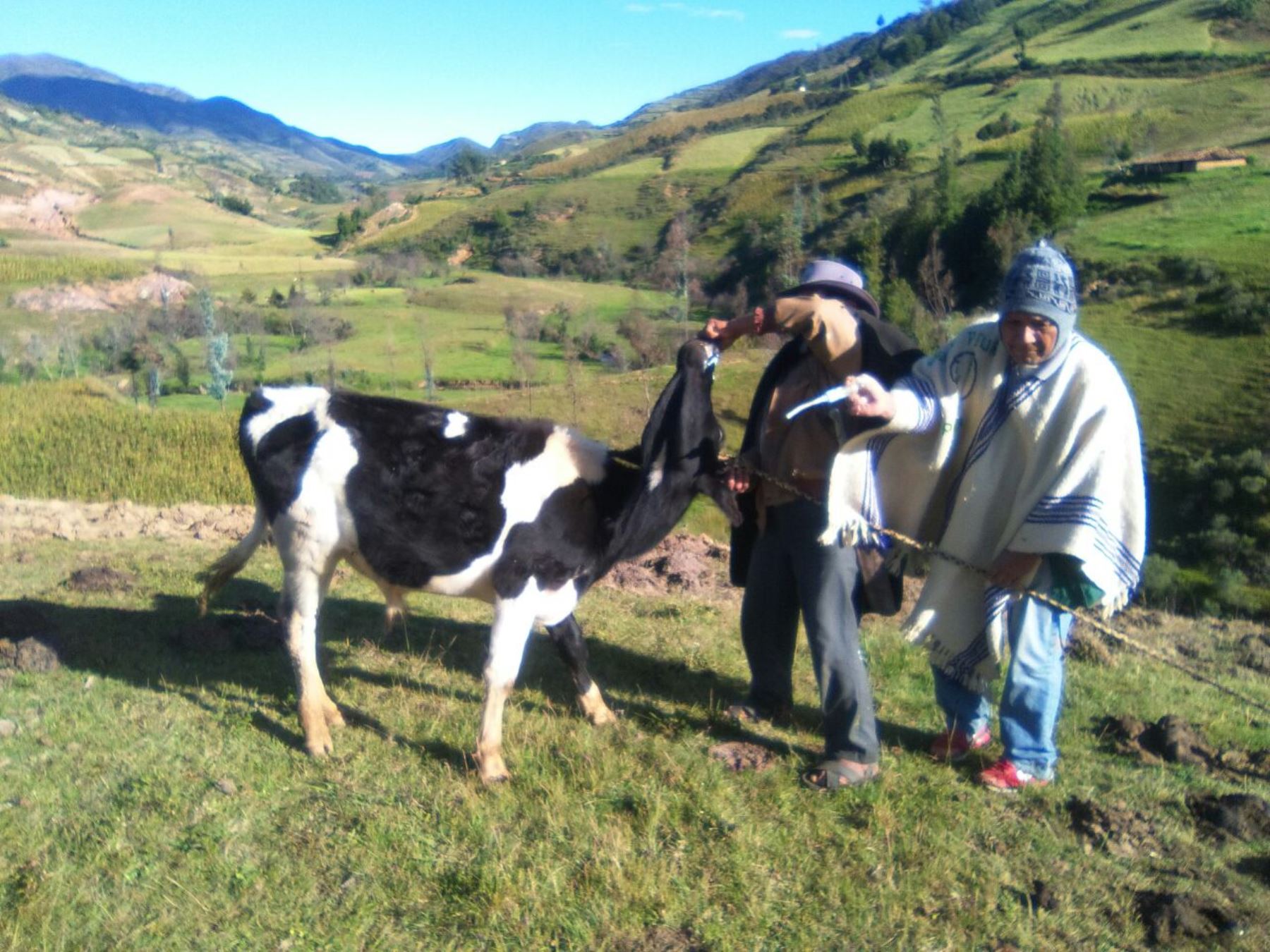 Con kits veterinarios atienden a 60,000 cabezas de ganado vacuno y ovino de Piura.