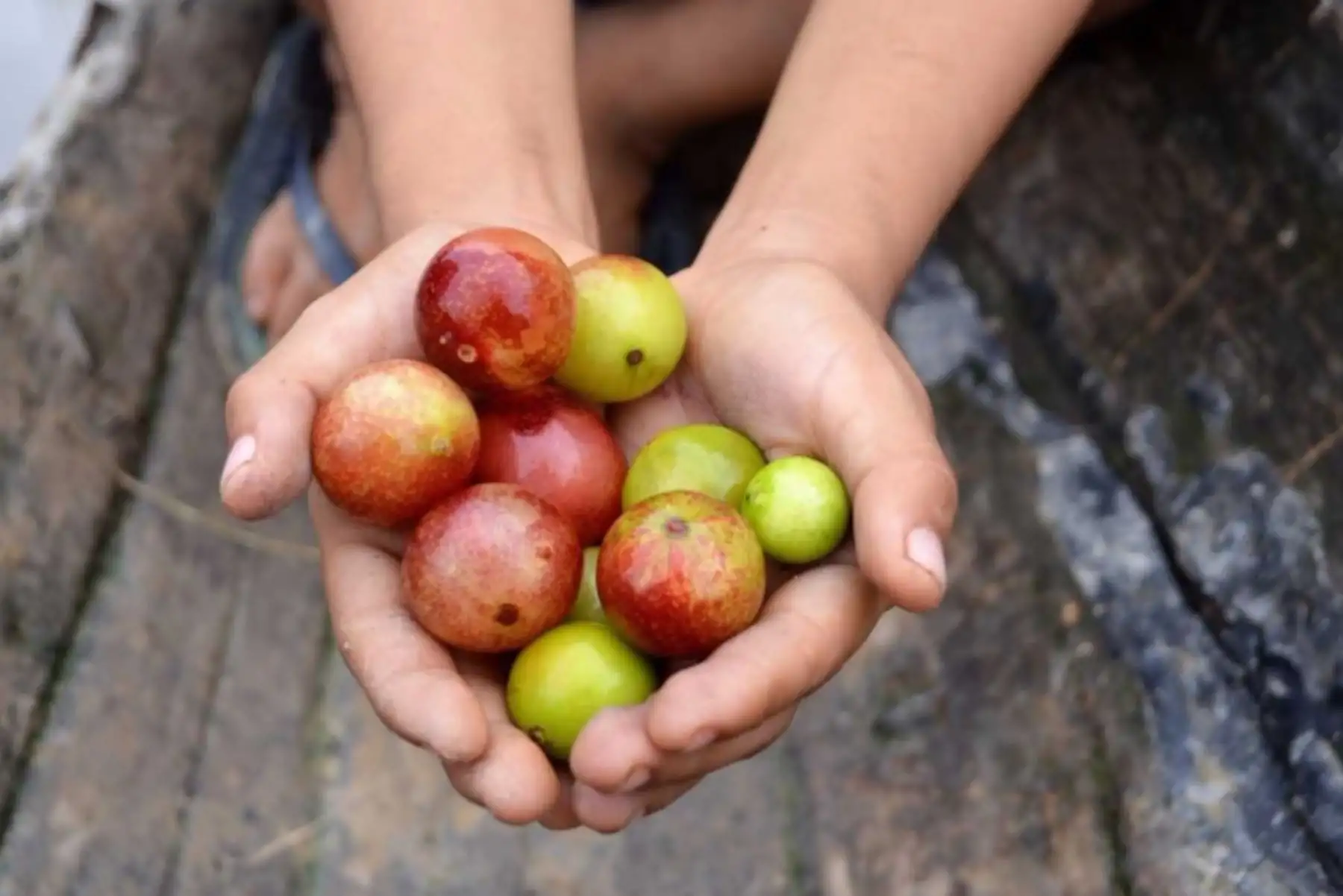 El camu camu concentra más vitamina C que cualquier otro cítrico en el mundo, siendo 40 veces mayor que en el limón y 10 veces mayor que en la naranja. ANDINA/Difusión