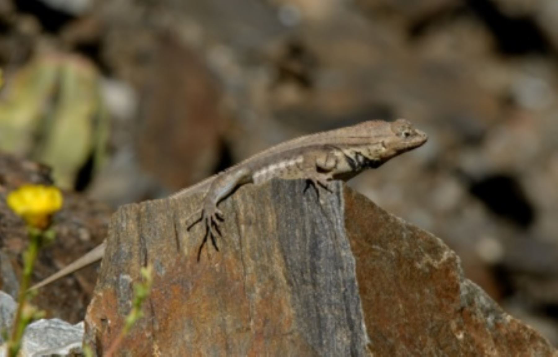 Fauna existente en el bosque seco del cañón del Marañón