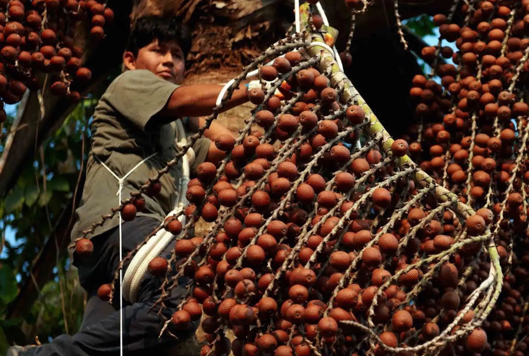 Loreto se prepara para dar valor agregado a producción de camu camu y aguaje. ANDINA/Difusión