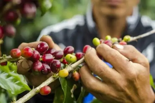 Camu Camu. Foto: ANDINA/Difusión