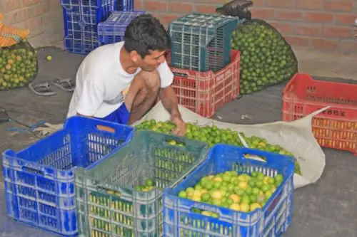 Producción de limón en Piura. ANDINA