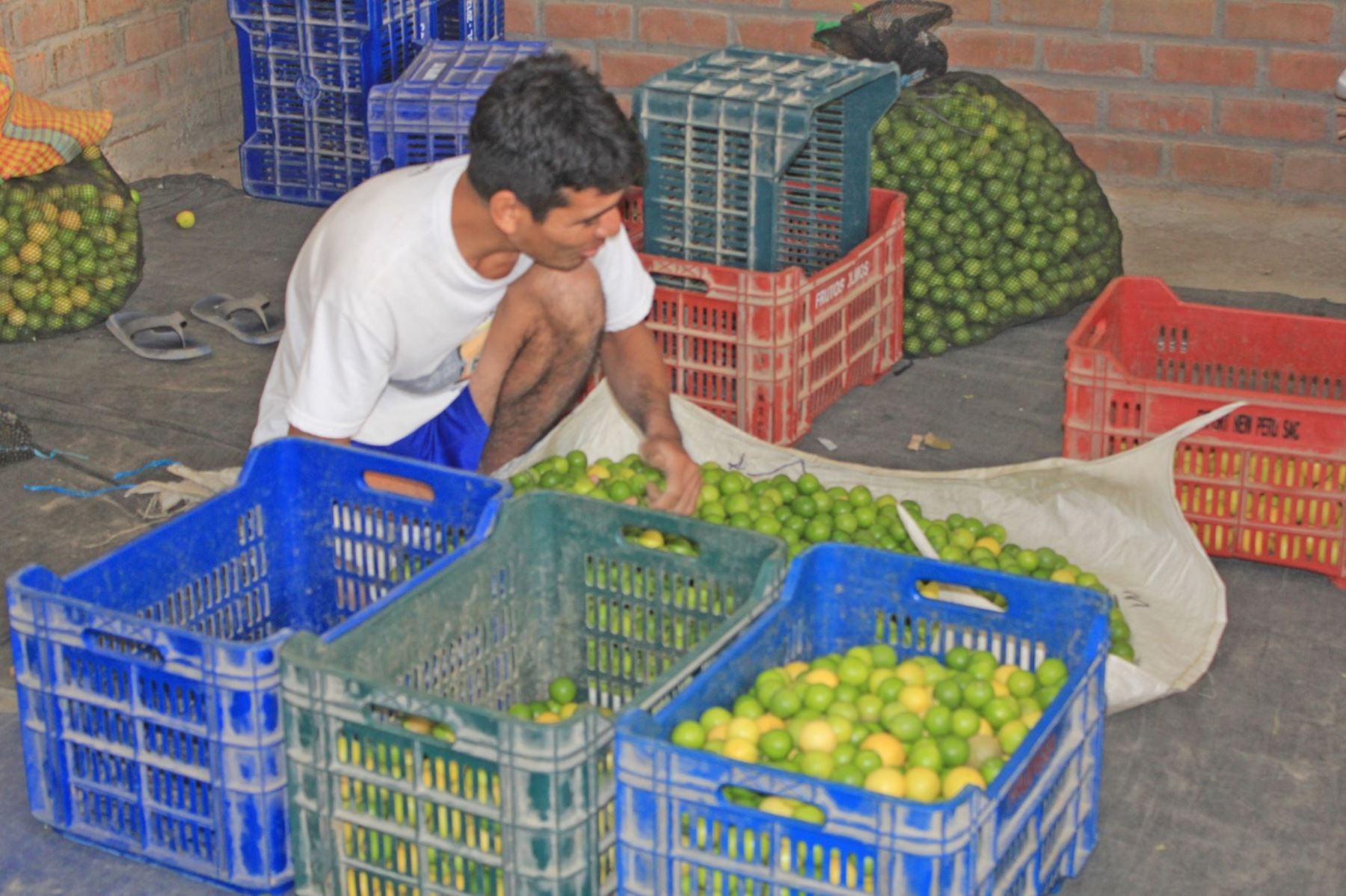 Producción de limón en Piura. ANDINA
