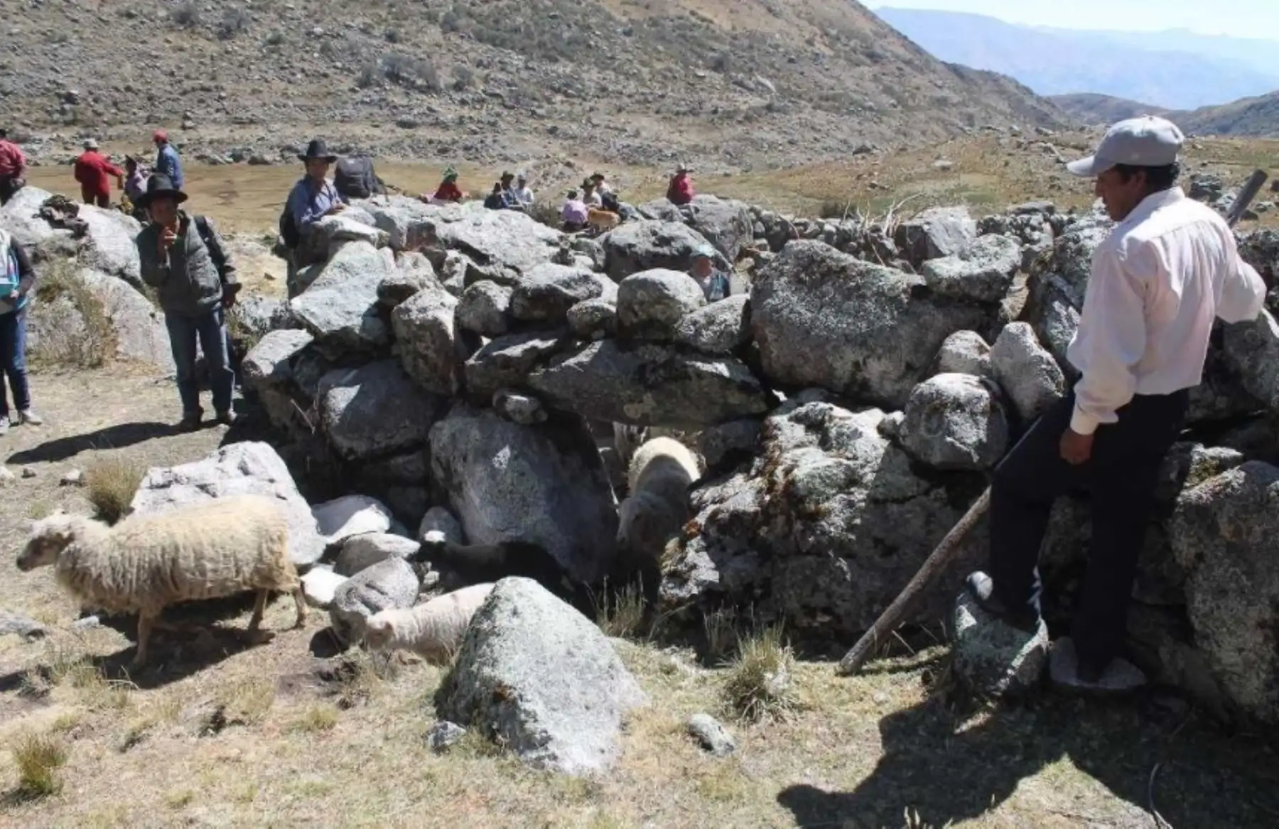 Parque Nacional Huascarán: Sernanp busca disminuir sobrepastoreo con monitoreo de ganado