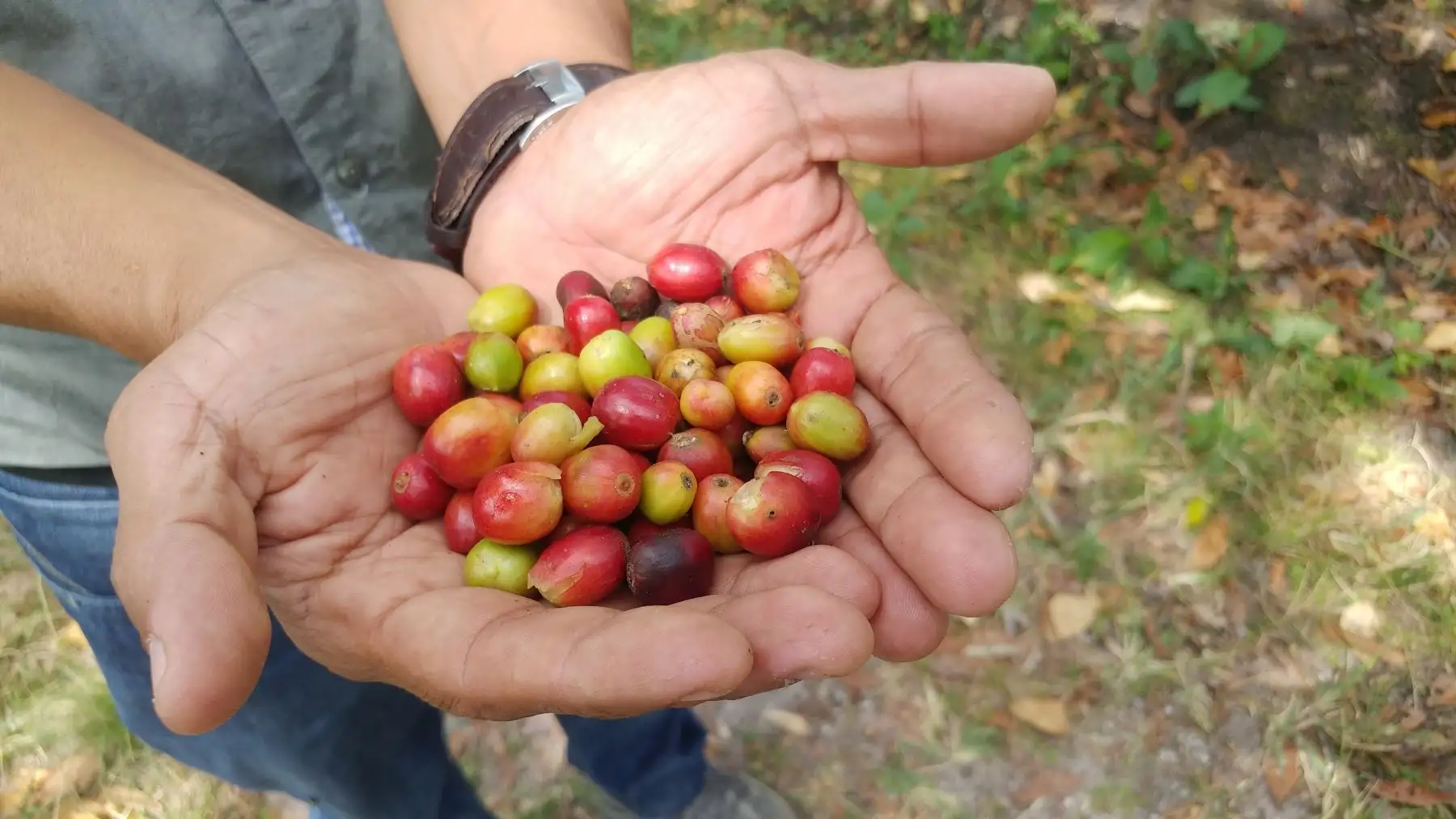ExpoAmazónica 2017 permitirá llevar café a Japón, Polonia y Reino Unido