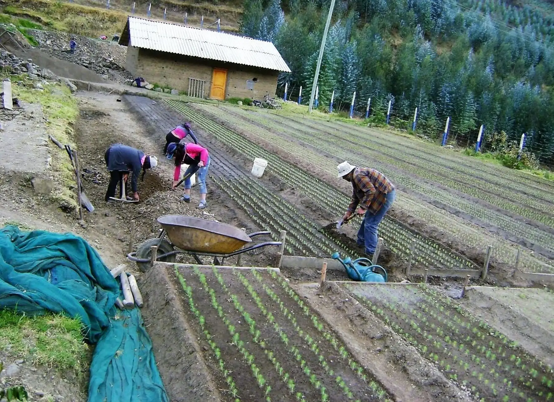 Cajamarca sembrará pino y otras especies forestales maderables. ANDINA/Difusión