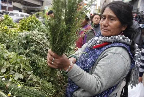 Día de Diversidad Biológica: conoce las plantas de uso medicinal más conocidas en Perú. ANDINA/Eddy Ramos