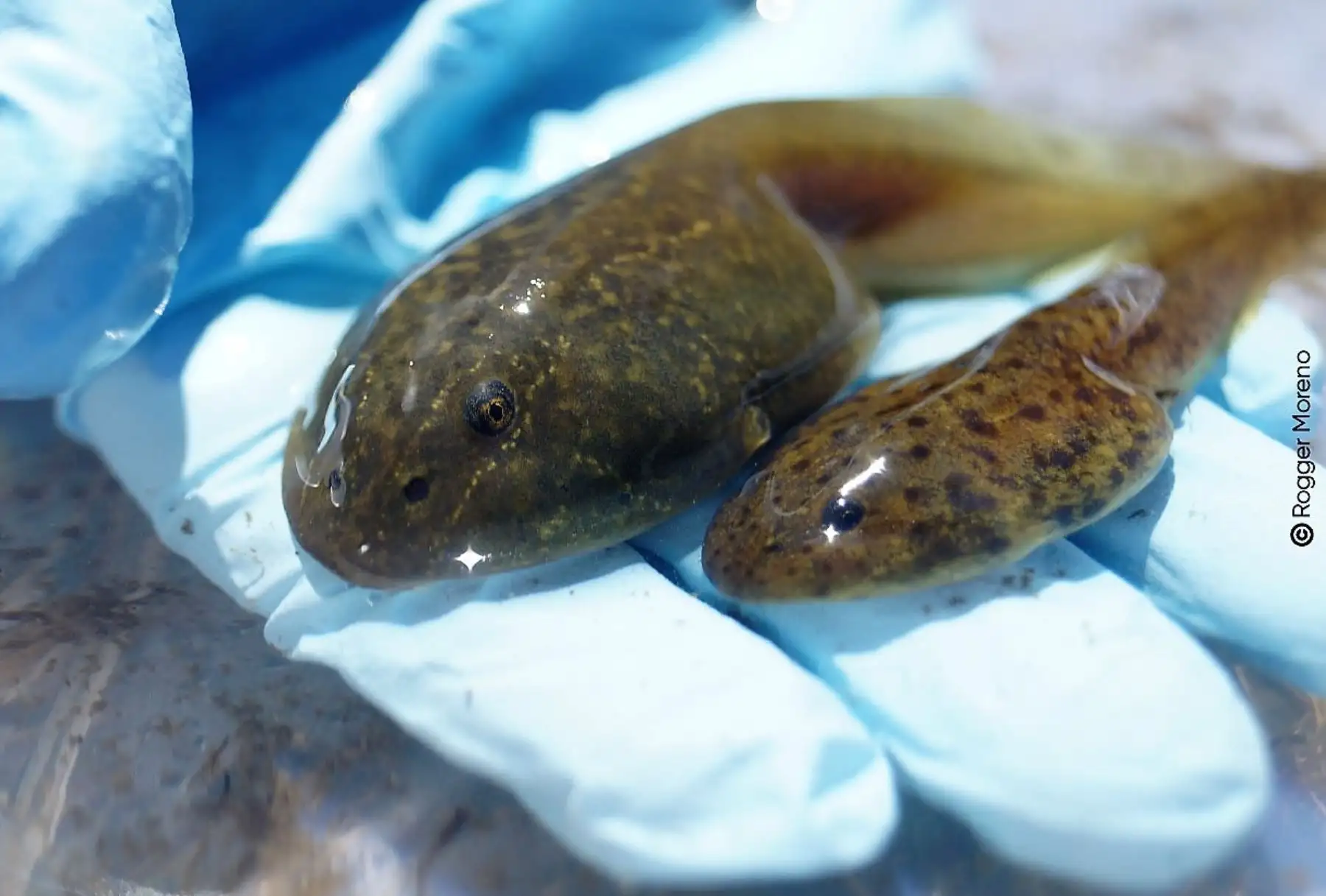 Ejemplar de Telmatobius Brachydactylus o Wancha de Junín fue hallado a más de 4,000 metros de altura. ANDINA/Difusión