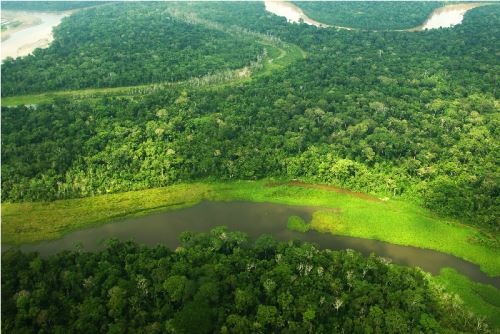 Una investigación científica descubrió que los árboles desempeñan un papel fundamental en la absorción de metano de la atmósfera y en este rol destaca el bosque amazónico.