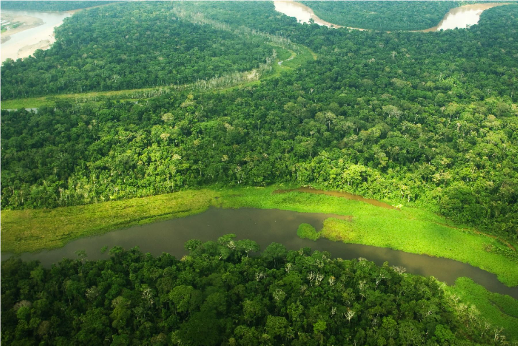 Bosque amazónico.