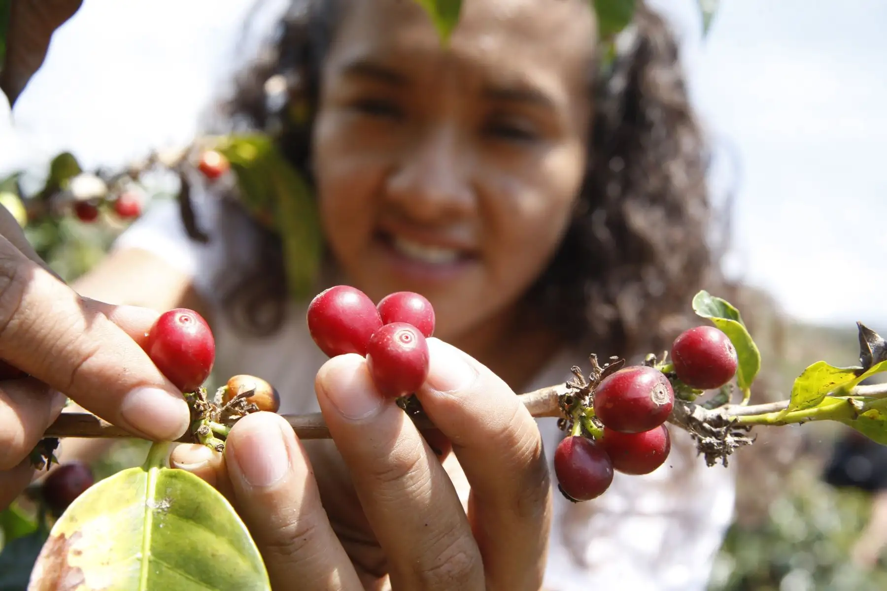 Productora de café. Foto: ANDINA/Eddy Ramos