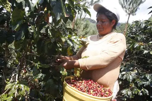 Productores cafetaleros. ANDINA/Eddy Ramos