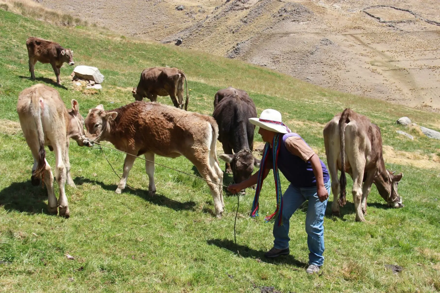 ANDINA/Difusión