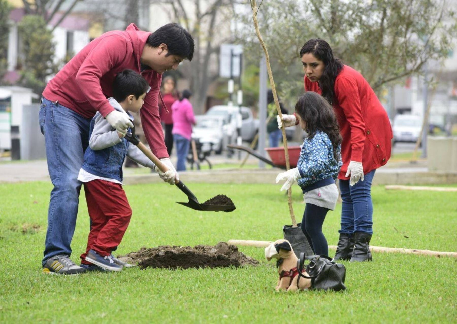 Medio ambiente: San Isidro plantó más de 1,600 árboles en solo 2 años. Foto: ANDINA/Difusión.