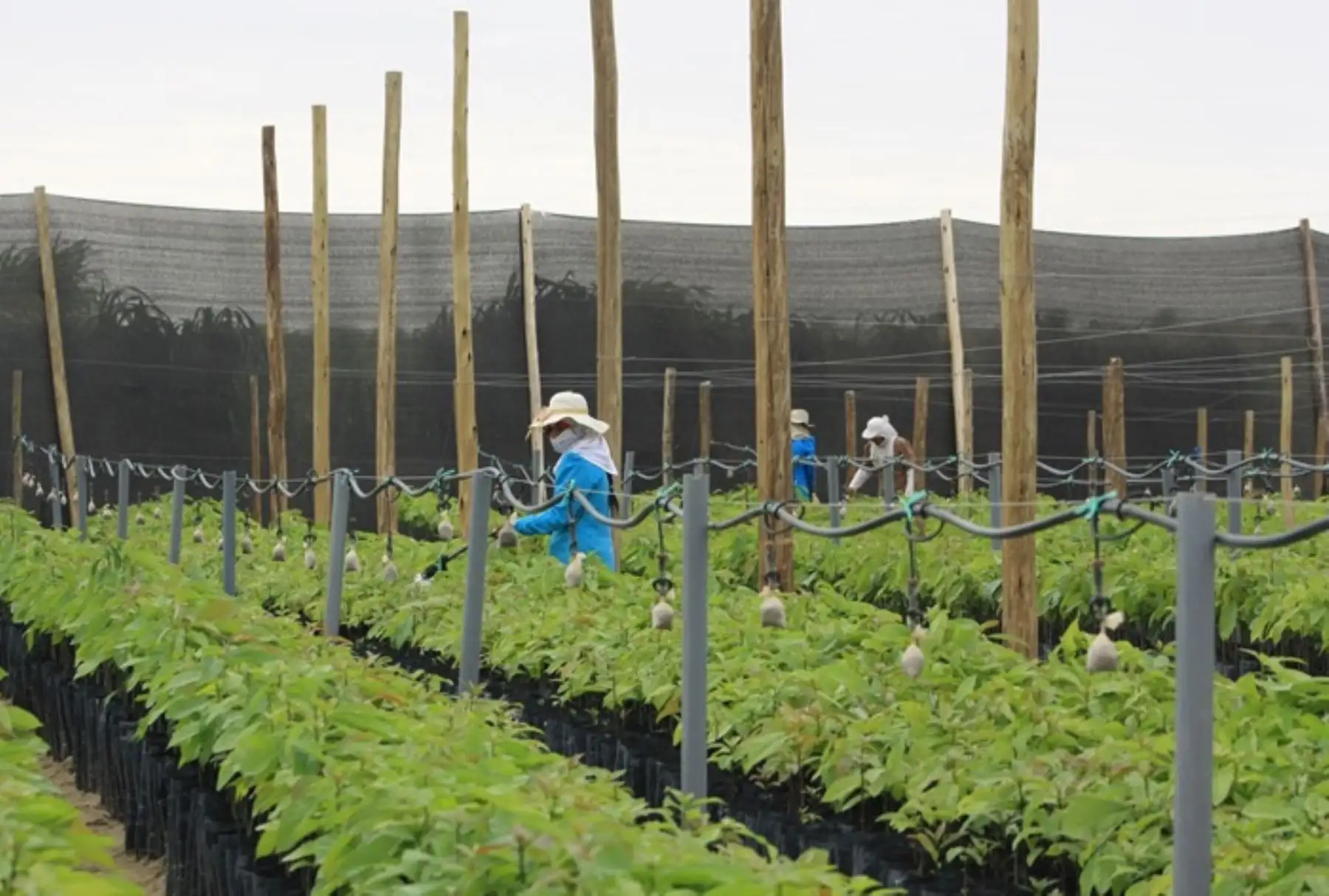 La reactivación de los grandes proyectos de irrigación e hidroenergéticos potenciará las economías regionales y del país en su conjunto, multiplicará las agroexportaciones y mejorará sustancialmente las condiciones de vida de la población, destacó el ministro de Agricultura y Riego (Minagri), José Manuel Hernández. ANDINA/Difusión