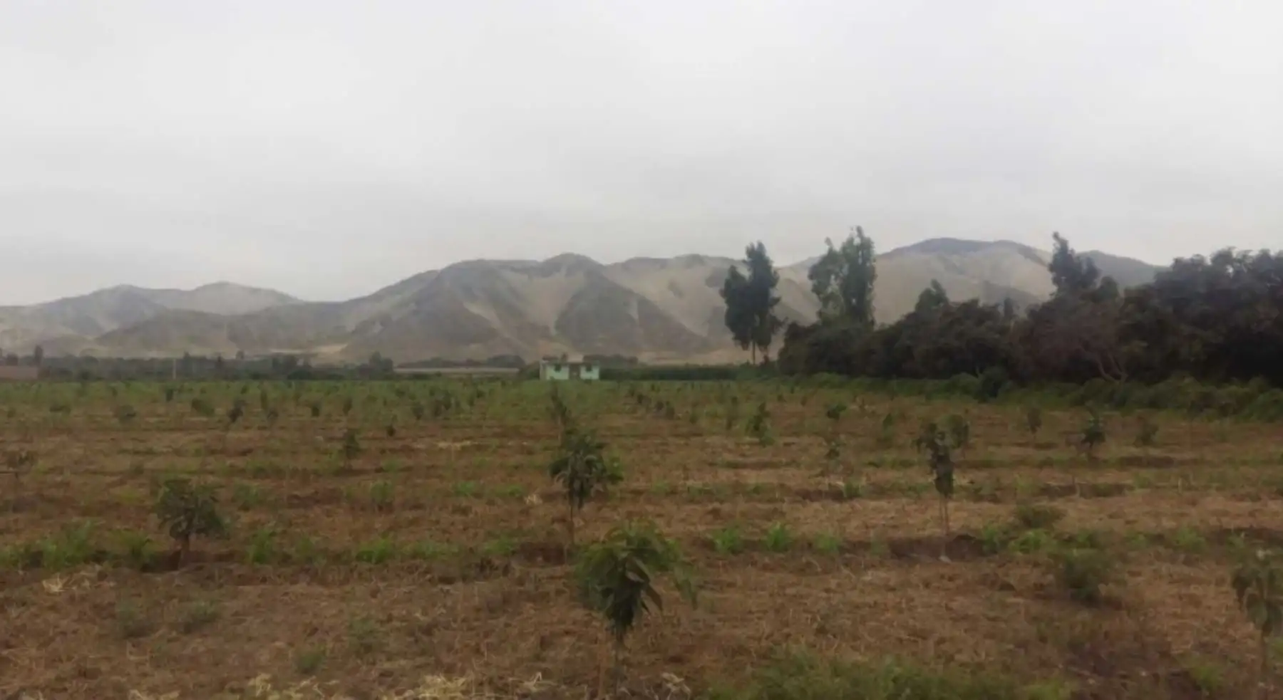 Valle de Chao, en la región La Libertad.