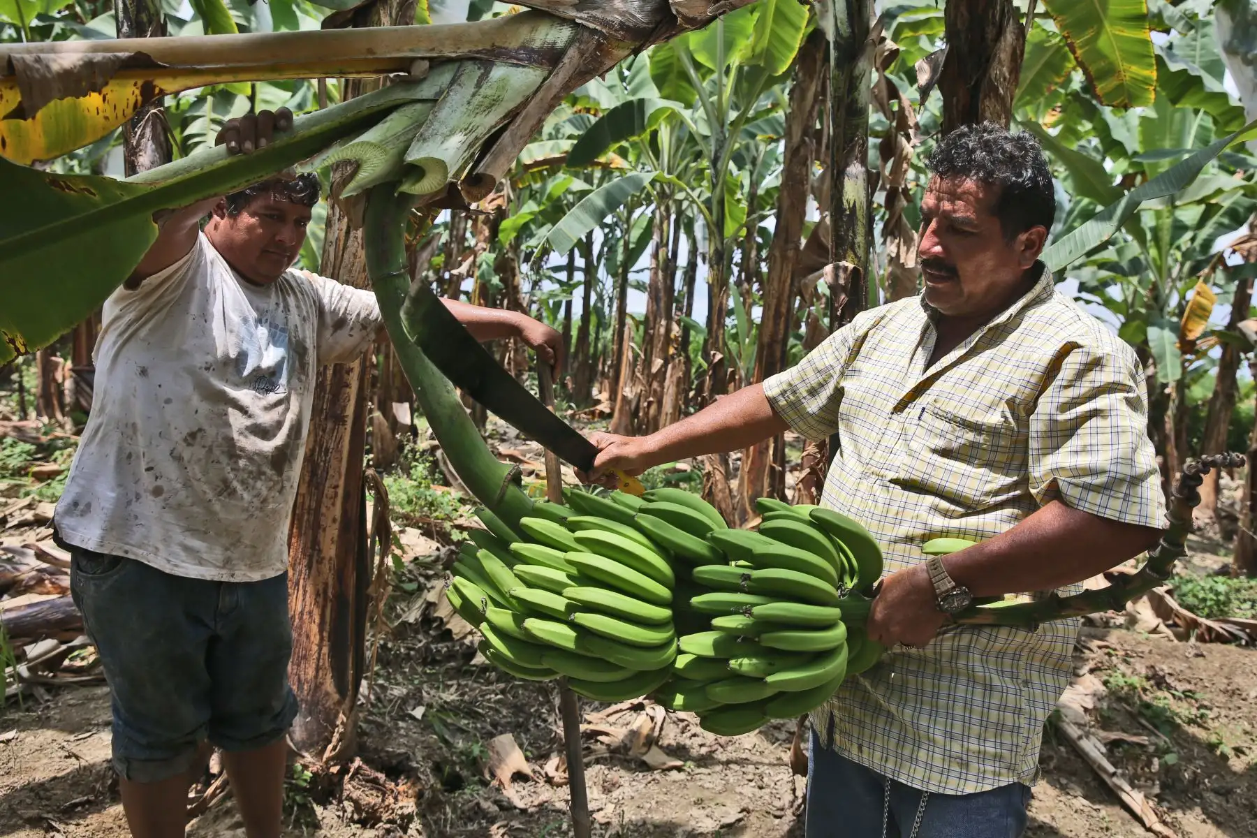 Productores agrícolas de Tumbes se beneficiarán con la formalización de su propiedad. ANDINA/archivo