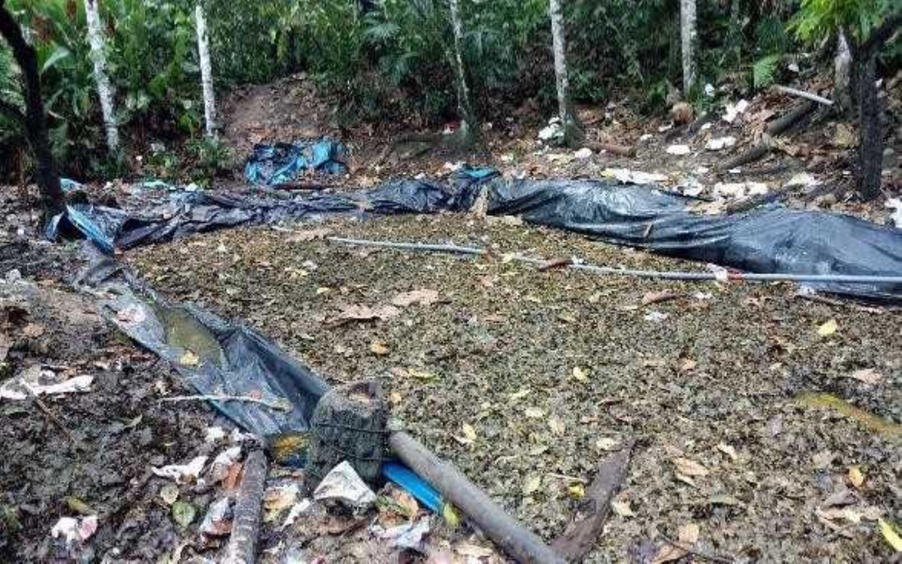 Policía incauta más de 4.7 toneladas de hoja de coca ilegal en el Vraem. ANDINA/Difusión