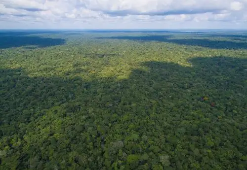 Bosques. Foto: ANDINA/Difusión
