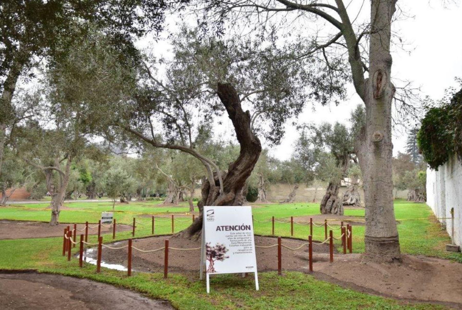 San Isidro: ubican árbol de olivo que fue plantado por fray Martín de Porres. Foto: ANDINA/Difusión.