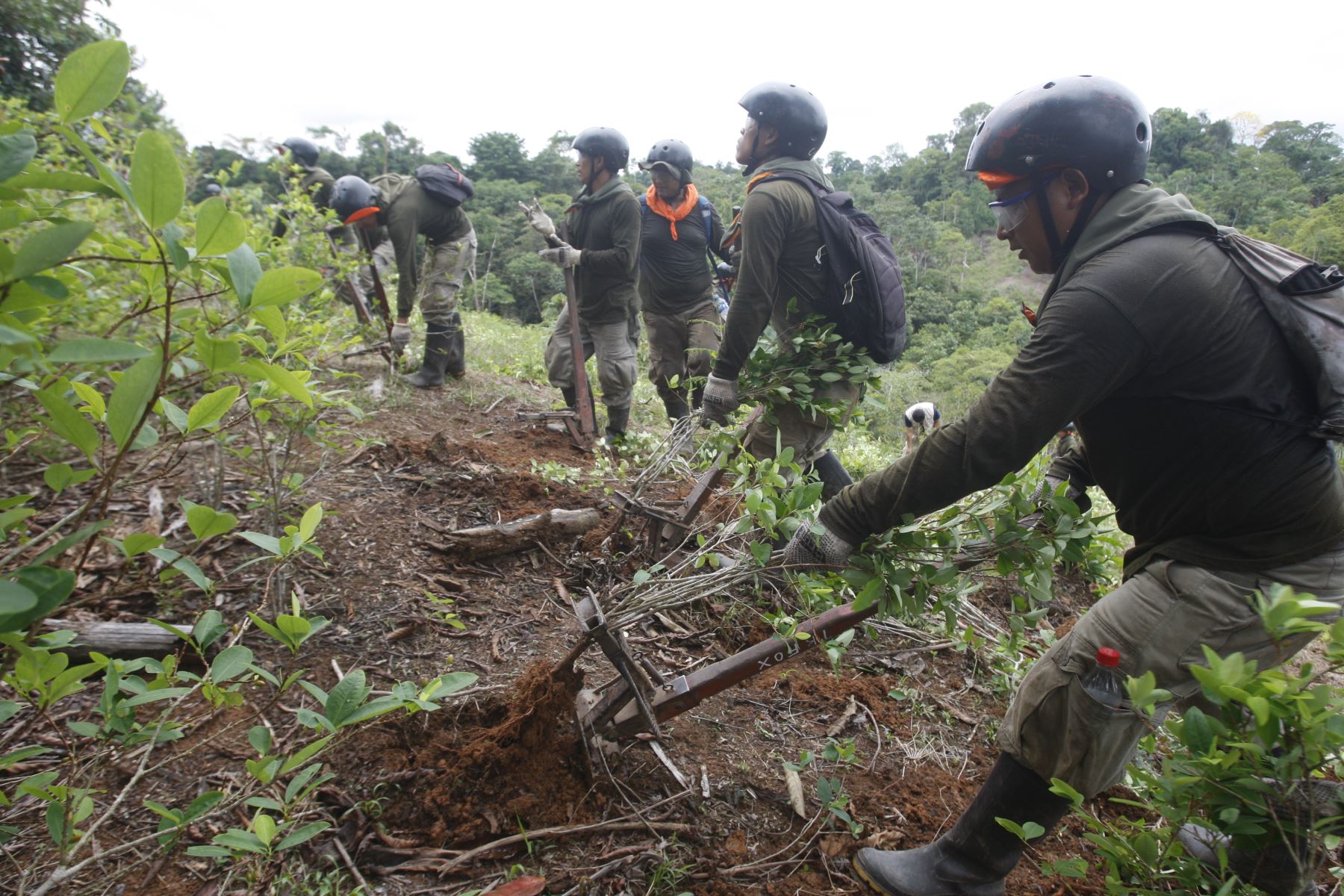 Corah suma 17,285 hectáreas de coca erradicadas en el Alto Huallaga. ANDINA/Eddy Ramos
