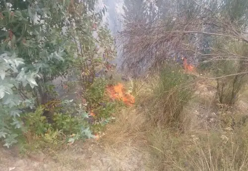 Incendio forestal destruye 10 hectáreas de bosque de pino y eucalipto en La Libertad. ANDINA