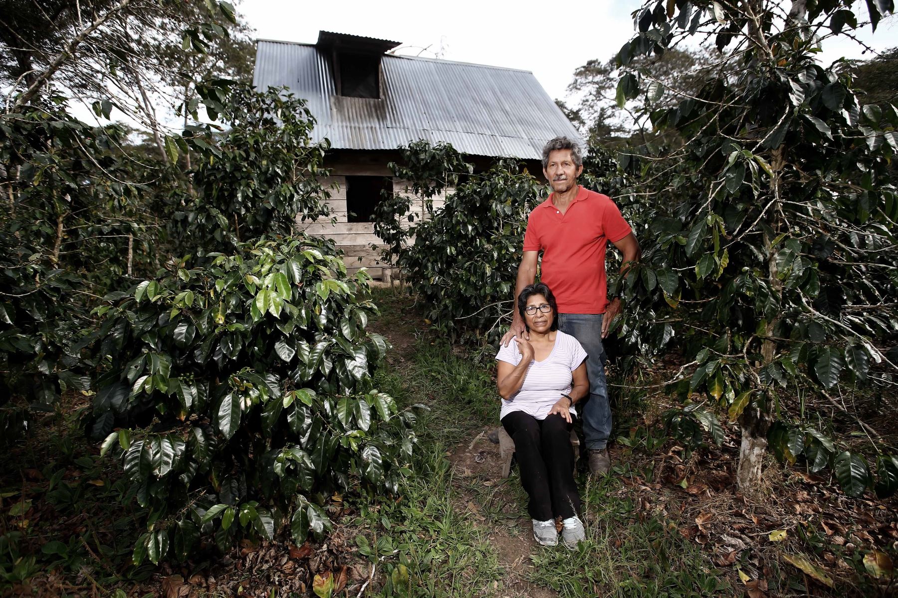 La historia que llevó a Villa Rica tener el mejor café del mundo. ANDINA/Luis Iparraguirre