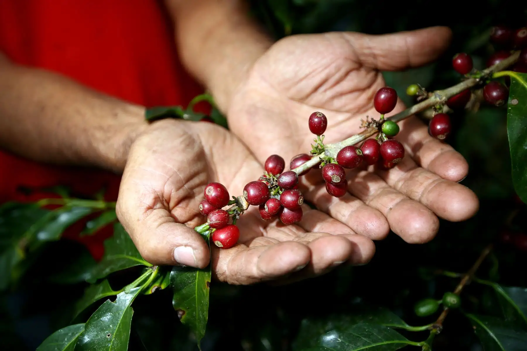La historia que llevó a Villa Rica tener el mejor café del mundo. ANDINA/Luis Iparraguirre