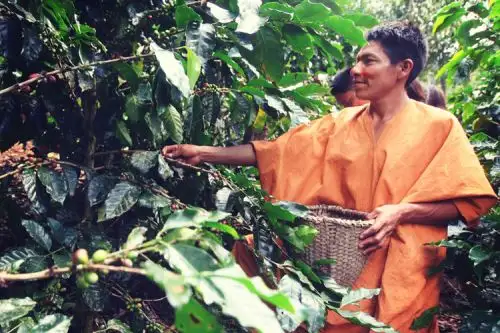 Perú y Alemania avanzan acuerdos para conservar bosques amazónicos con pueblos indígenas Foto: .ANDINA/Difusión.