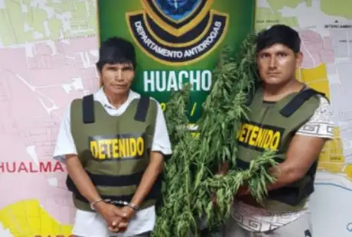 Plantones de marihuana eran custodiados por Belisario Narvasta Claro (27) y Felipe Torres Pacheco (46).