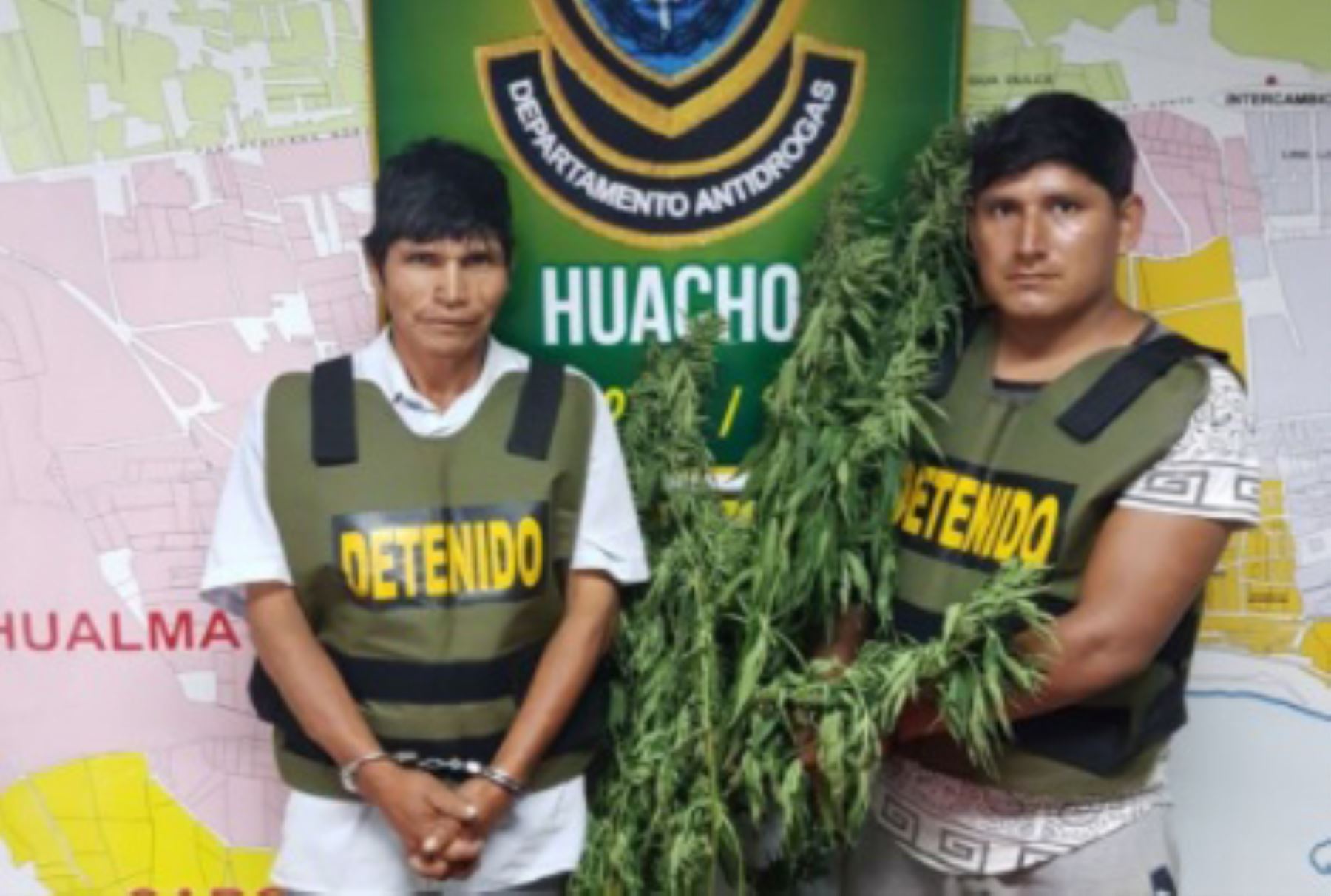 Plantones de marihuana eran custodiados por Belisario Narvasta Claro (27) y Felipe Torres Pacheco (46).