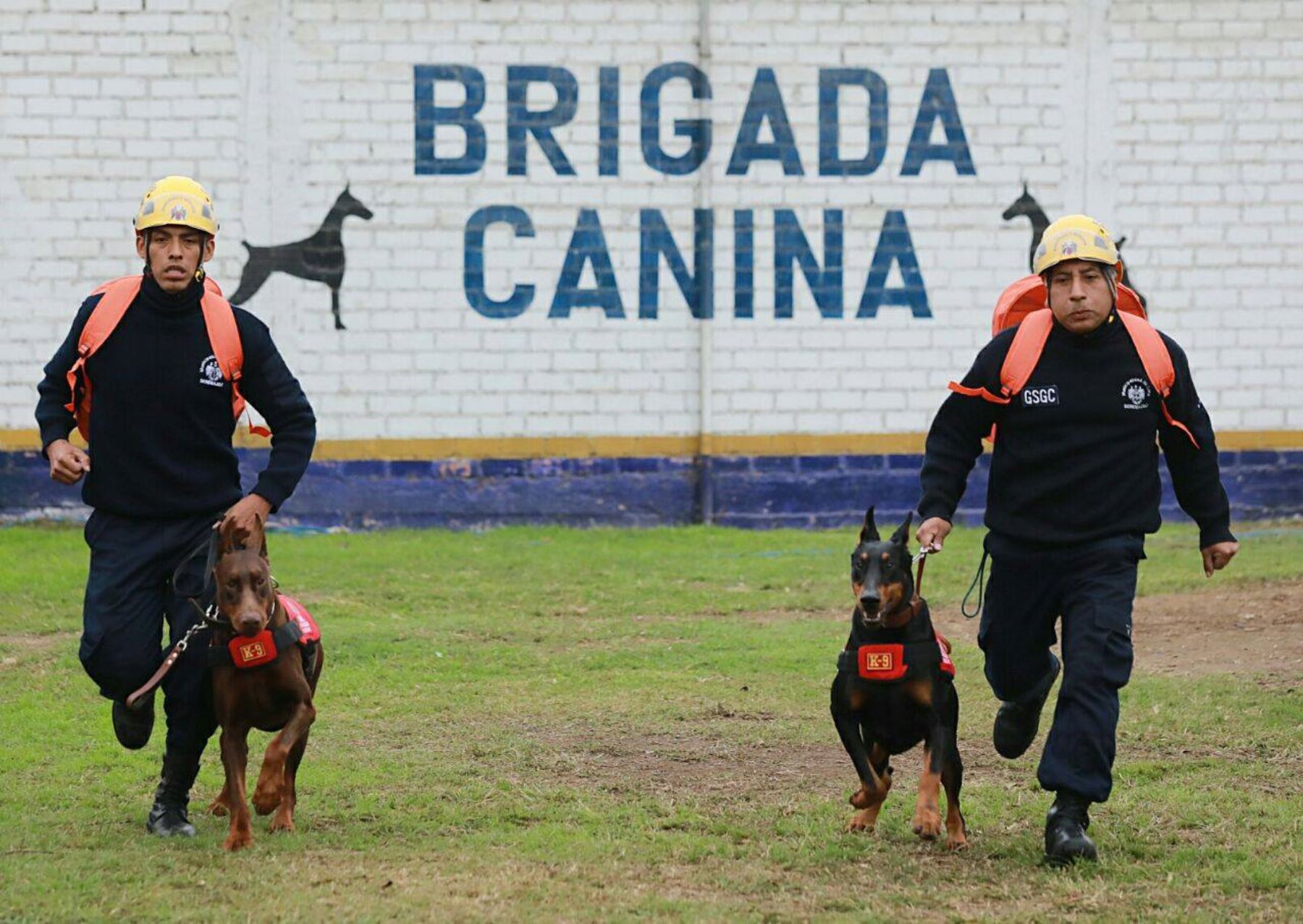 Brigada canina de la Municipalidad de Lima Foto: MML