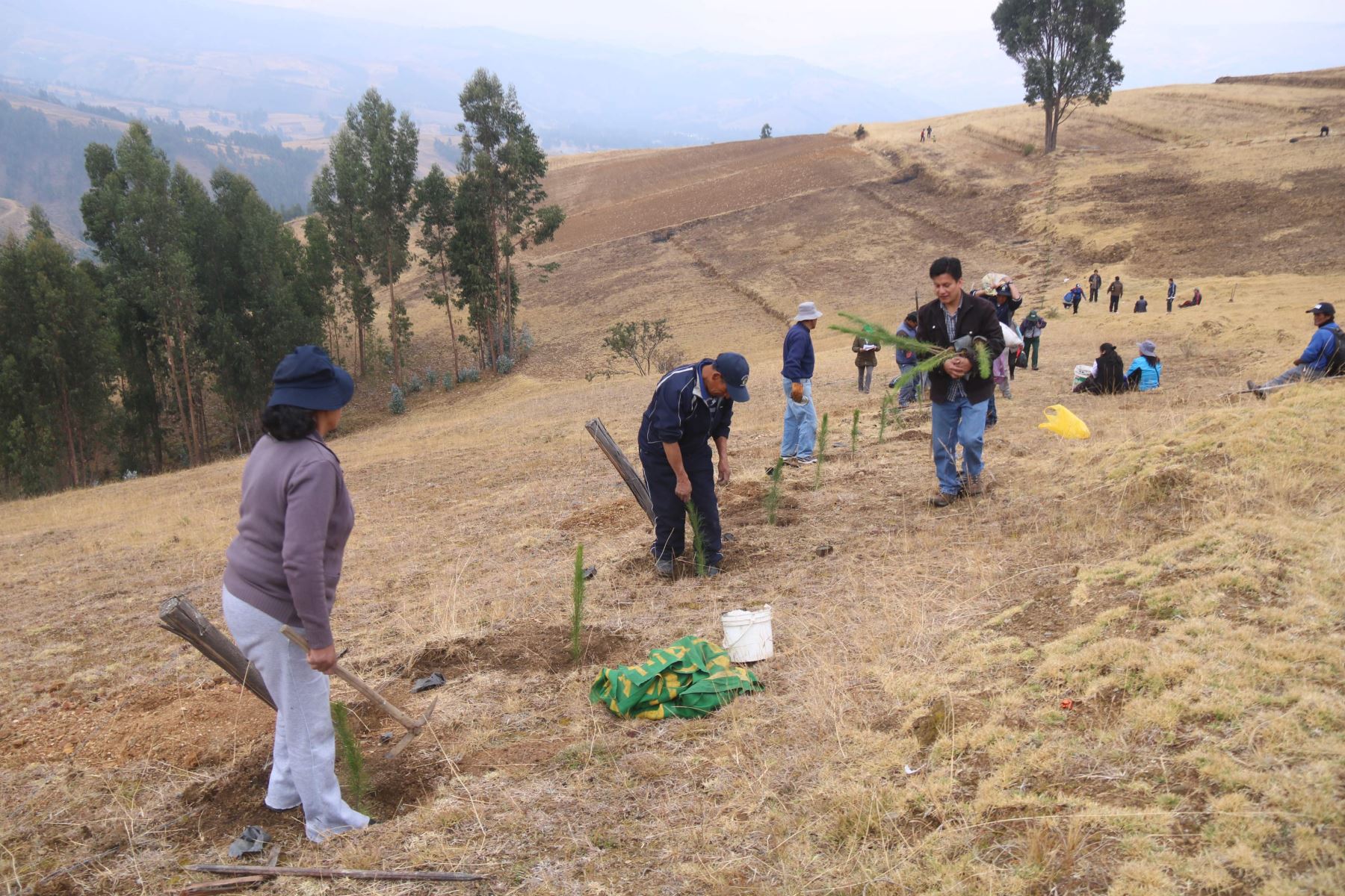 Trabajadores plantan más de 2,000 pinos a ritmo de huaino en Huancayo. ANDINA/Pedro Tinoco