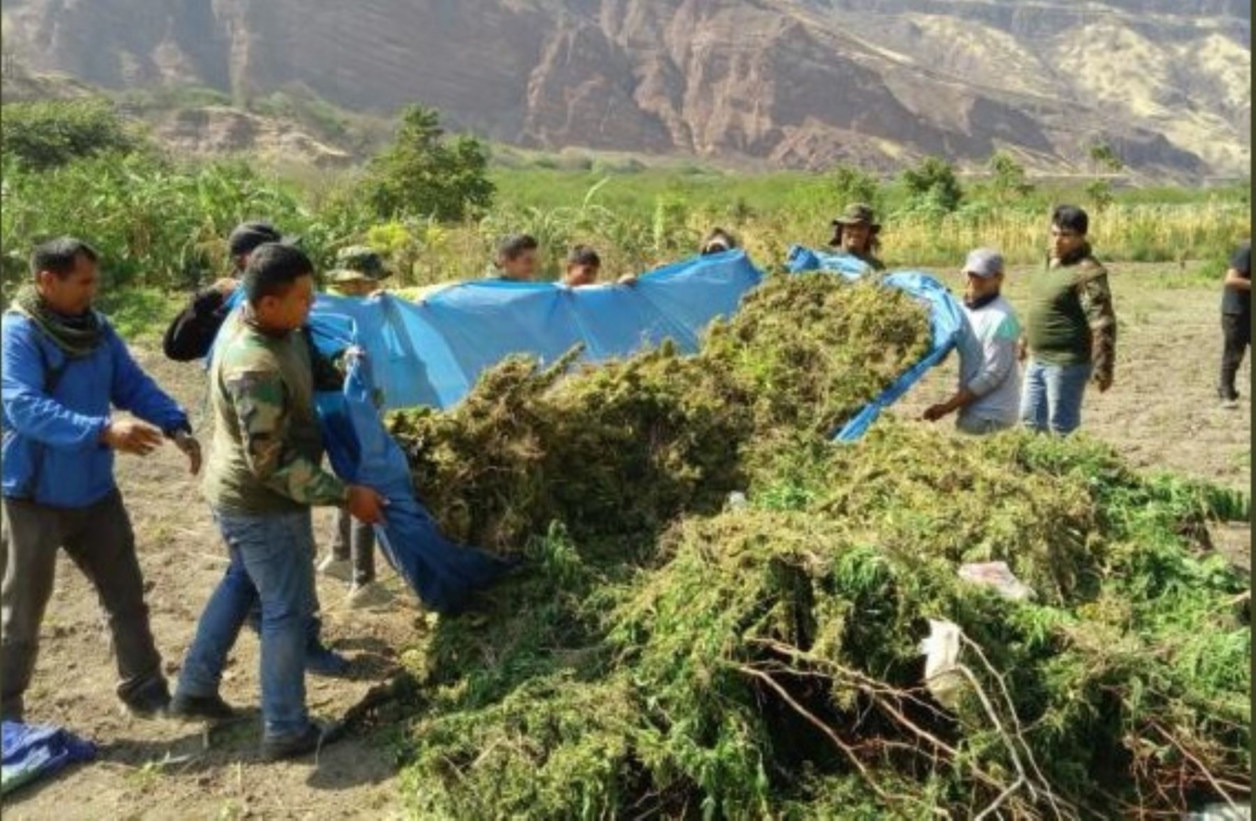 PNP erradicó y  destruyó 120,000 plantones de marihuana en inmediaciones del sector Sarabamba, distrito de Anco, provincia ayacuchano de La Mar.