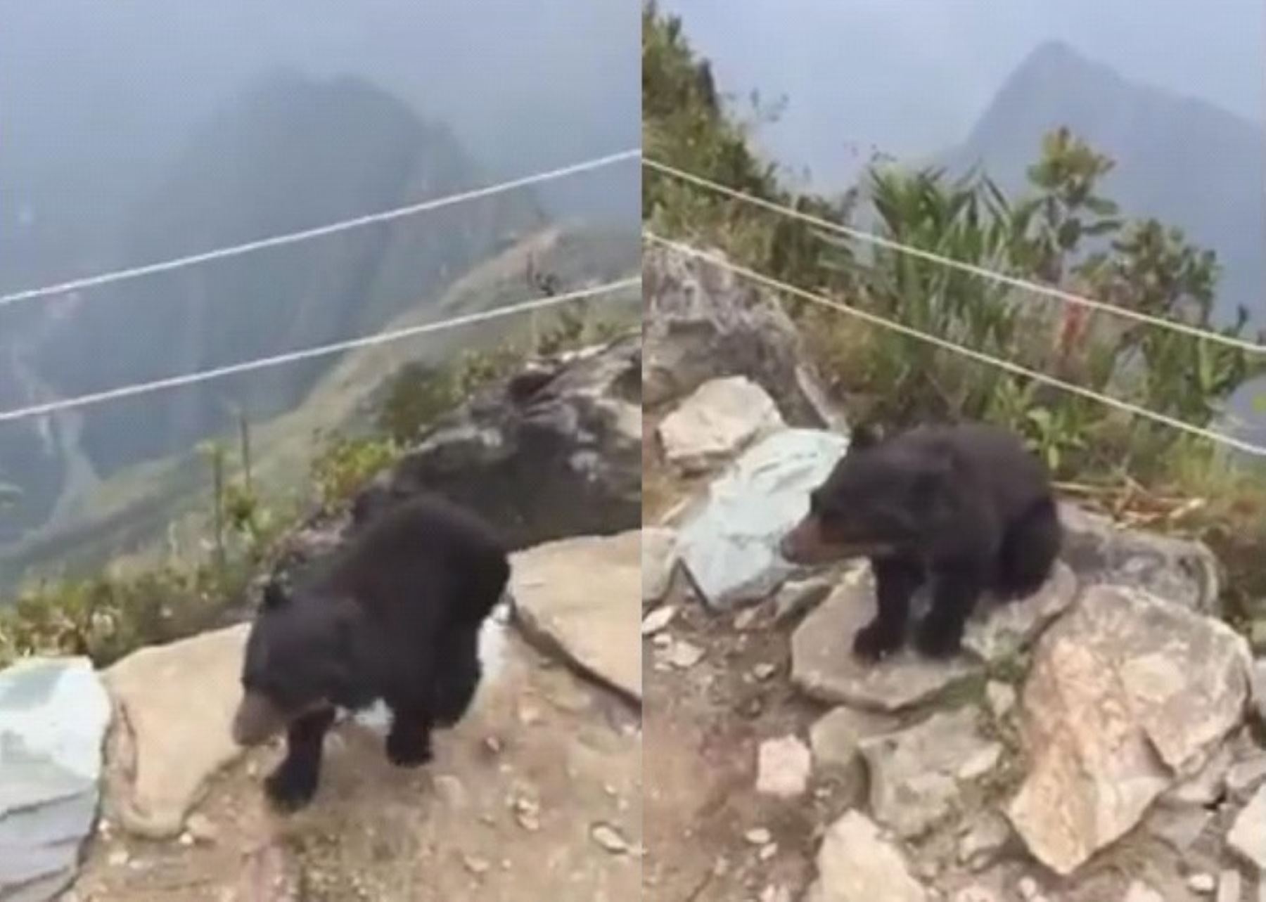 Turistas celebran aparición de oso andino bebé en Machu Picchu. Foto: Captura de video/Facebook.
