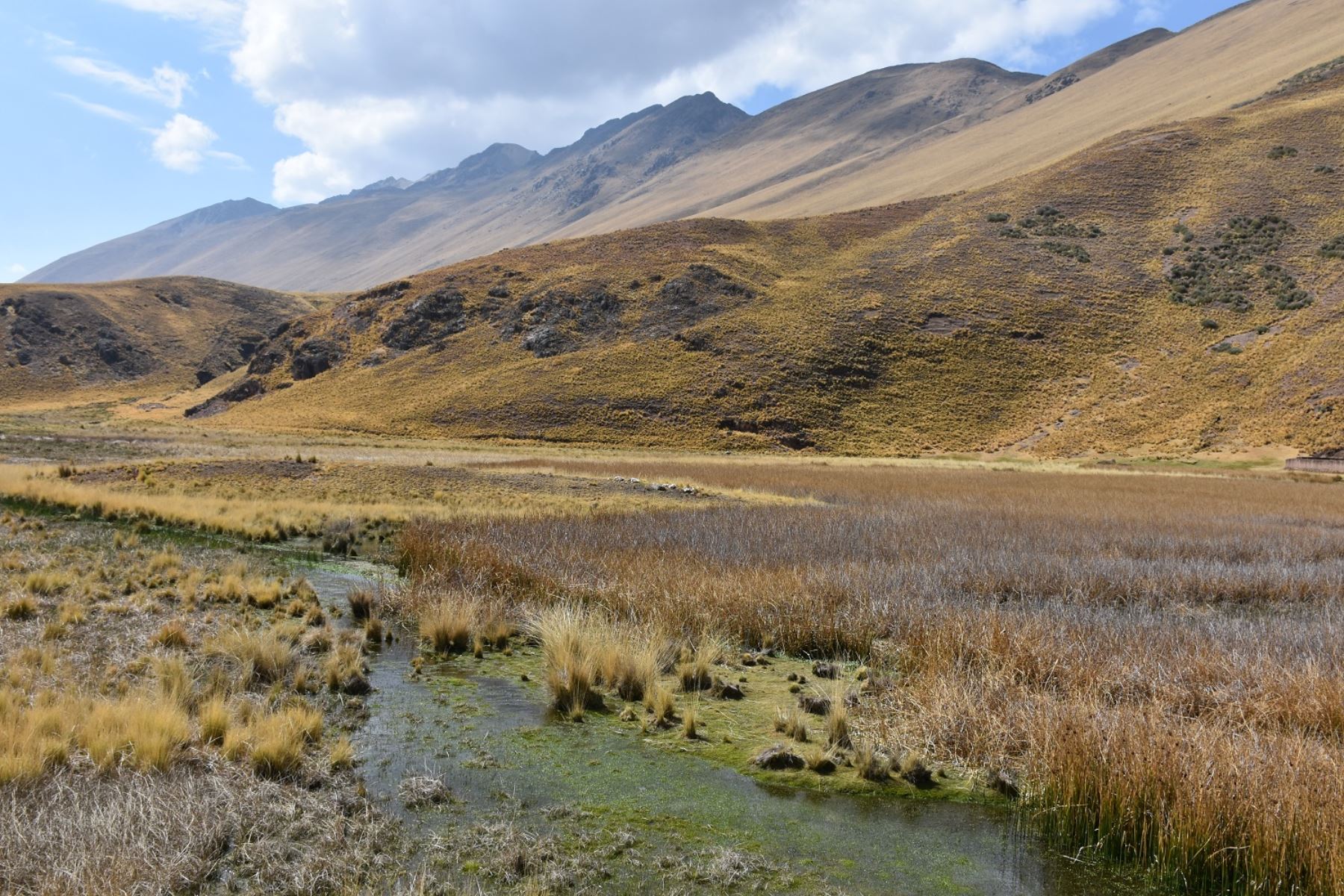 Científicos de Inaigem instalan parcelas para investigar ecosistemas de montaña en Cusco. ANDINA/Difusión