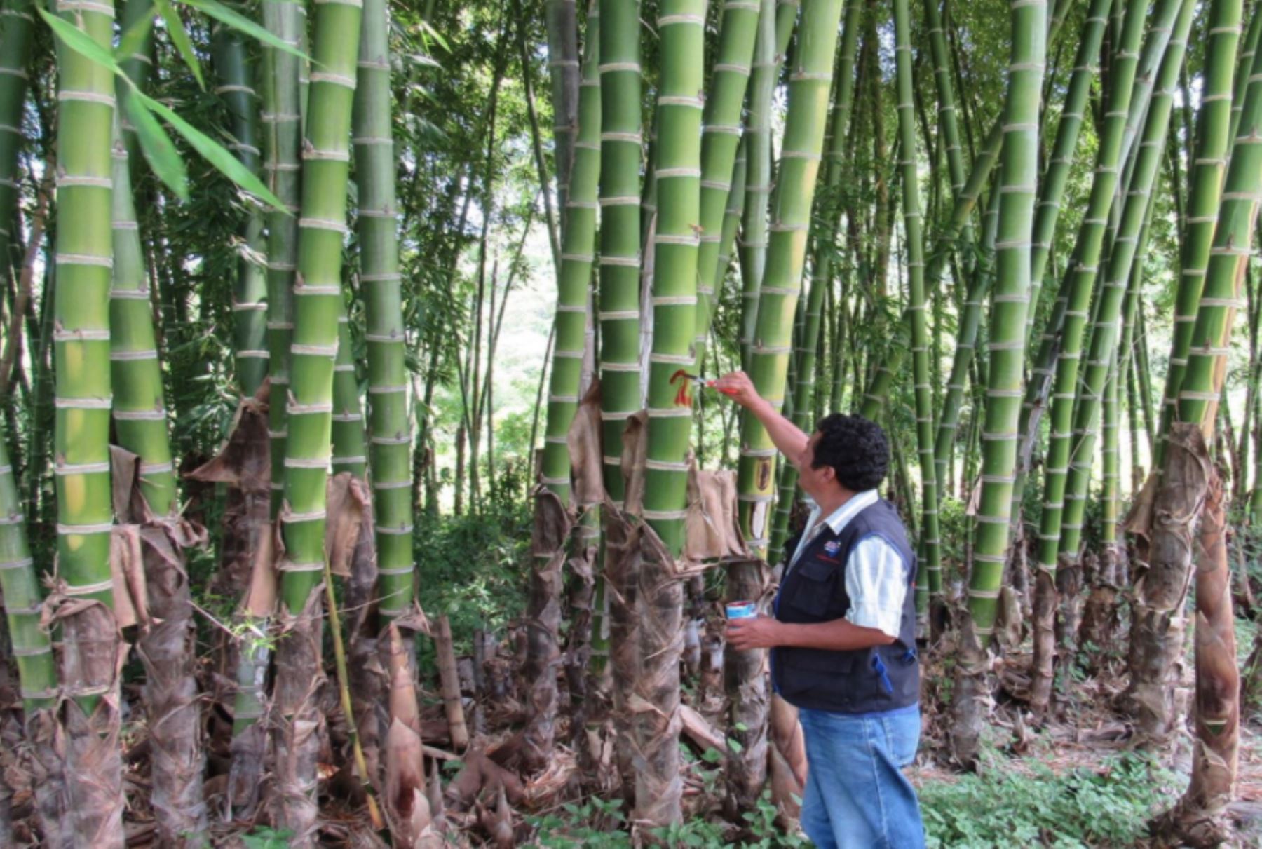 Promueven registro de plantaciones forestales de caña de guayaquil