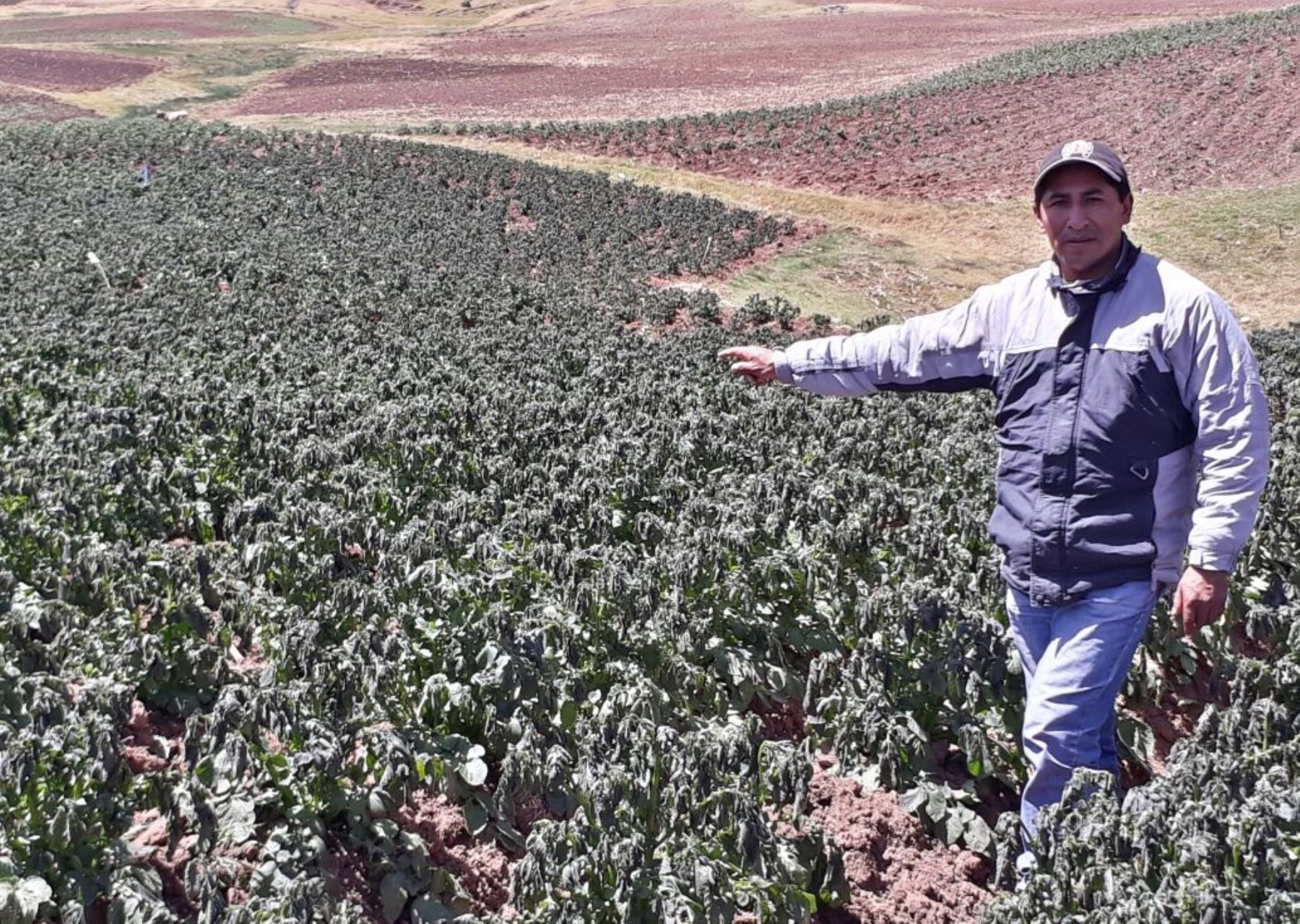 heladas afectan el 70% de cultivos de papa y maíz en distrito Huanoquite, Cusco. ANDINA